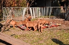 Klicken, um das Bild zu vergrern